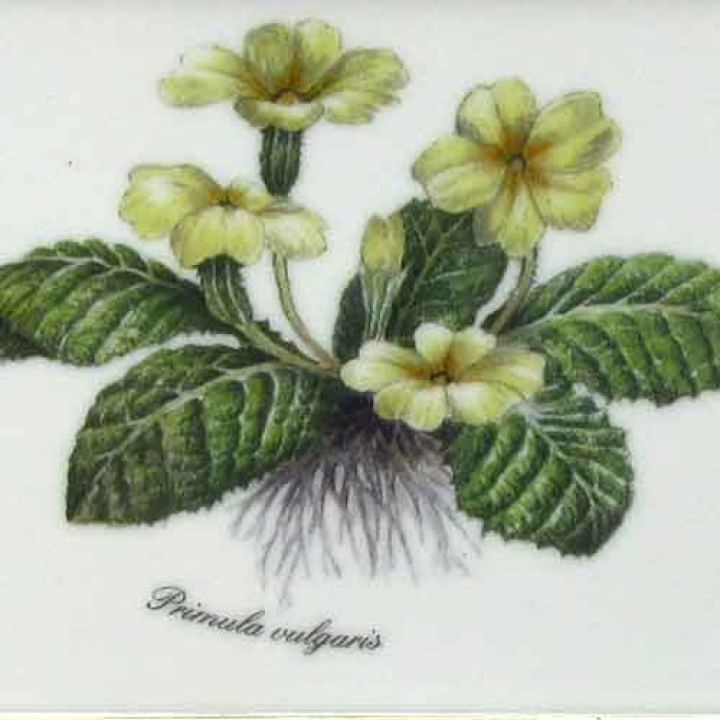 リンドナー ウォールピクチャー 牧草地の花c プリムローズ （Primula vulgaris）