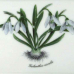 リンドナー ウォールピクチャー 牧草地の花b スノードロップ （Galanthus nivalis）